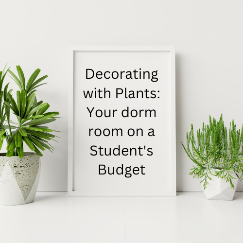 Are you looking into decorating with plants? Here is an easy guide on how to do just that to decorate your dorm room on a student's budget.