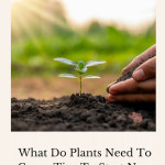 Are you wondering what do plants need to grow? In this tutorial, we'll cover several important factors to get you started today.