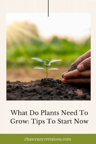 What Do Plants Need To Grow: Tips To Start Now - Chas' Crazy Creations