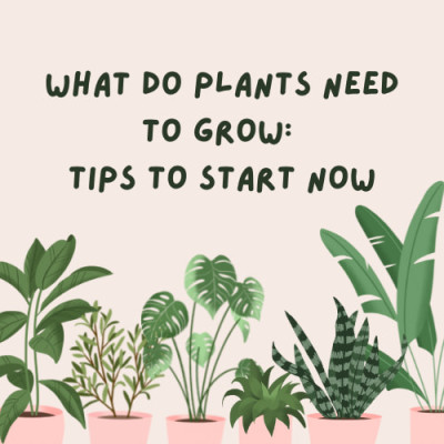 Are you wondering what do plants need to grow? In this tutorial, we'll cover several important factors to get you started today.