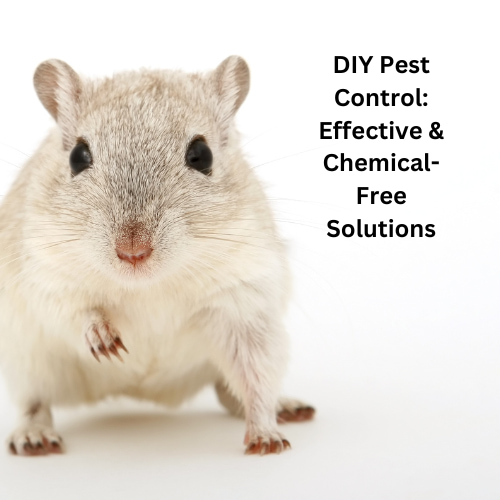 ! In this blog post, we'll guide you through some fantastic DIY pest control solutions that are both pet-friendly and effective. 