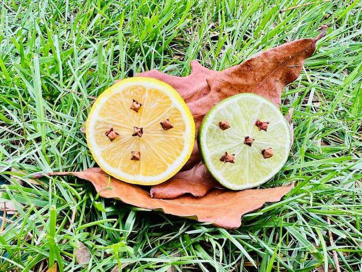 Take leftover lemons and limes and insert cloves into them.

The strong smell of the cloves will repel pests.