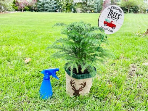 DIY Pest Control: Effective & Chemical-Free Solutions - Chas' Crazy