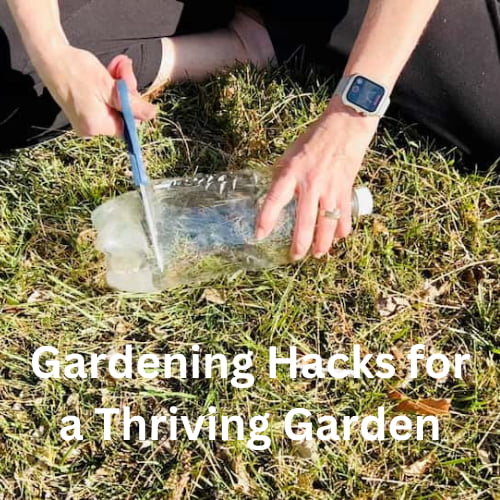 Gardening Hacks for a Thriving Garden