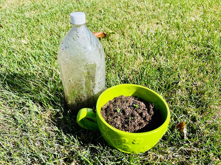 For a mini-greenhouse effect, cut the label off a two-liter bottle and remove the base. Place the 2-liter bottle lid on top, press it lightly into the soil, and create a terrarium. The water will evaporate from the plant and then condense back into the soil, creating a self-sustaining environment for your seeds to grow. Over time, your seeds will sprout and be ready for transplantation into your garden.