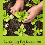 Are you looking for gardening for dummies? If you are dreading the level of work, here are a few things to make the process less stressful.