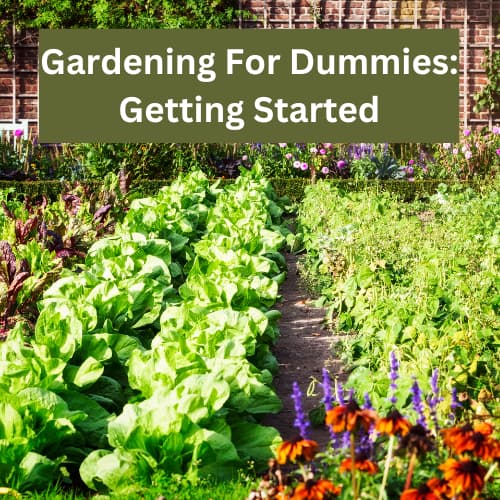 Are you looking for gardening for dummies? If you are dreading the level of work, here are a few things to make the process less stressful.