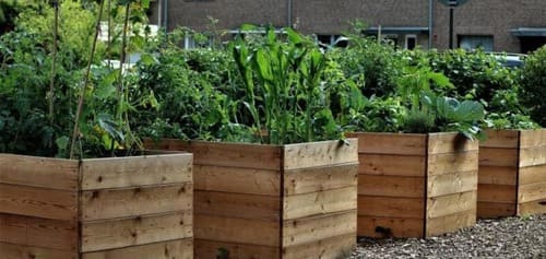 Raised Beds for Your Vegetable Garden