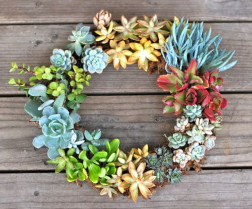 Simple and Stunning DIY Living Succulent Wreath