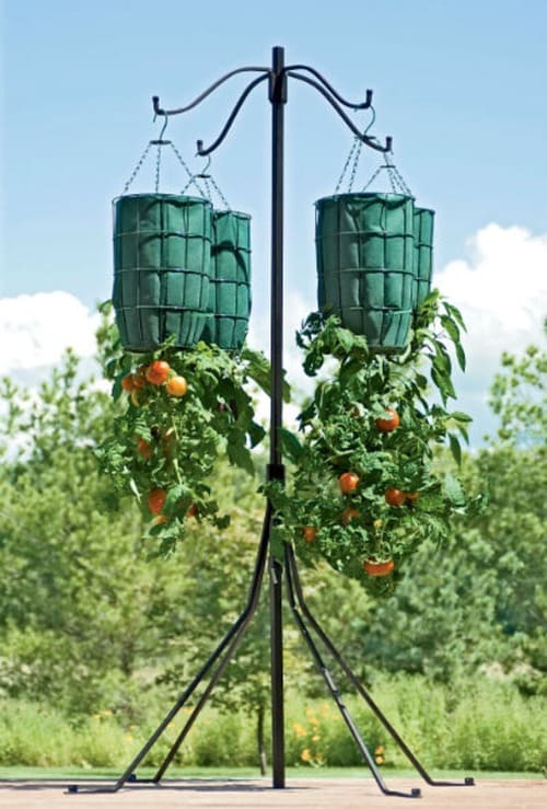 Upside-Down Tomatoes