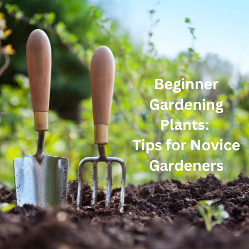 Are you looking for beginner gardening plants? Embarking on your gardening journey can be a truly rewarding experience.