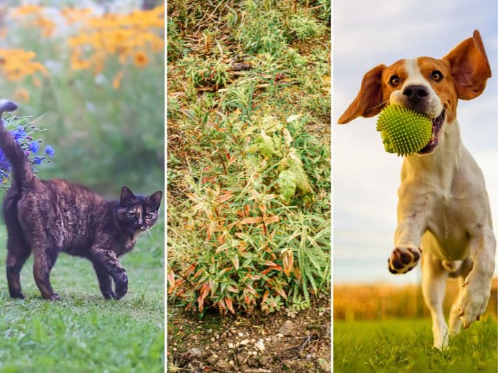 Tips for Maintaining a Pet-Friendly Garden
