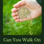 Can you walk on grass seed? Setting foot on it too soon could undo all of your hard work in this transformation.