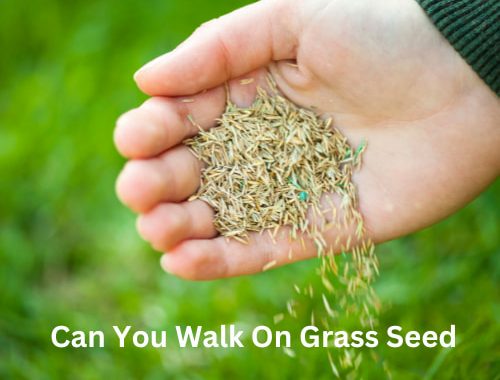 Can You Walk On Grass Seed