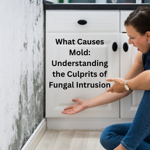 Are you wondering what causes mold? Discover the various factors that cause mold growth, providing essential insights on prevention.