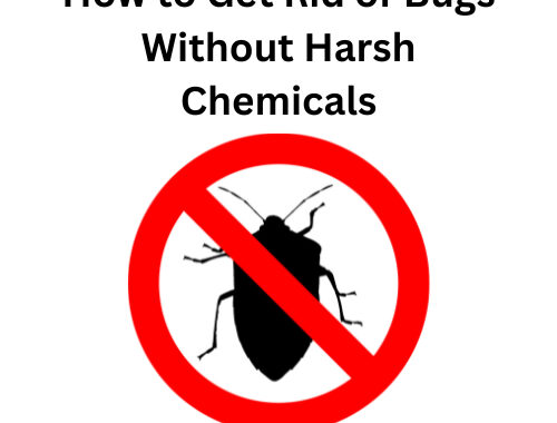 Natural Pest Control: How to Get Rid of Bugs Without Harsh Chemicals
