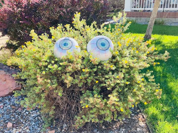 I took them outside and then I placed it into one of the bushes in my front yard. Now I have a spooky shrub monster. You can see him by day. 