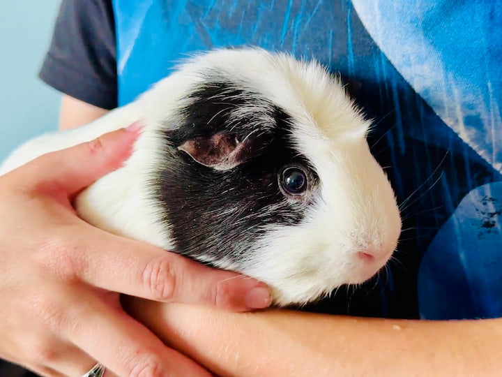 And of course, here's Cara my daughter's guinea pig, who was along for the journey.