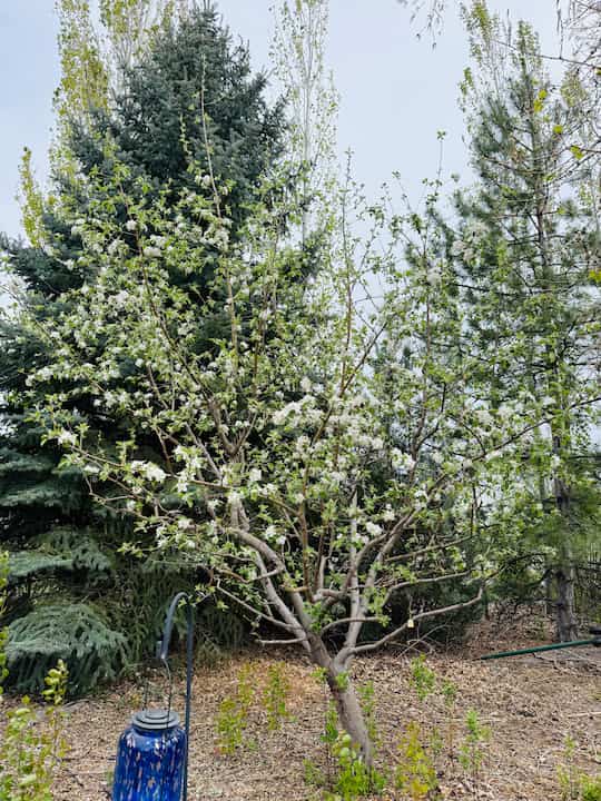 Chas' Apple Tree